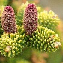 Пихта корейская (Abies koreana) Aurea Пихта корейская (Abies koreana) Aurea