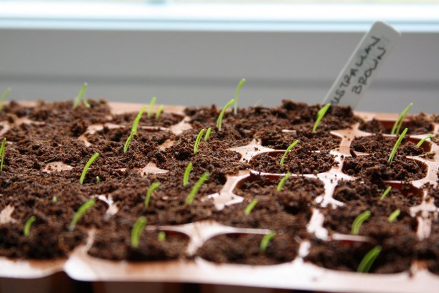 При выращивании через рассаду, период роста и развития лука в открытом грунте сокращается в среднем на 2 месяца