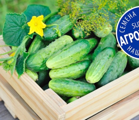 Высокоурожайные партенокарпический гибриды огурцов