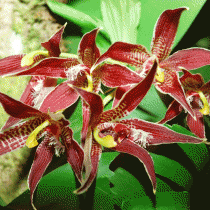 Пафиния гребенчатая (Paphinia cristata) Пафиния гребенчатая (Paphinia cristata)