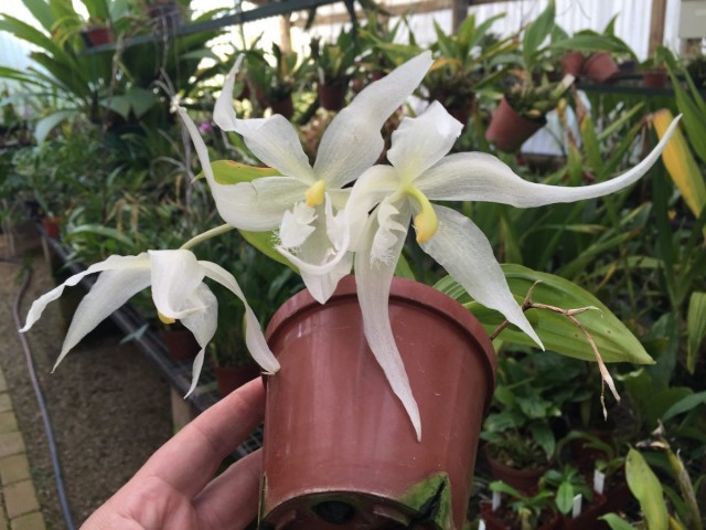 Пафинию причисляют к самым капризным орхидеям 