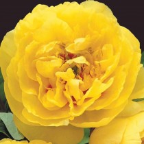 Пион ИТО-гибрид Йеллоу Краун (Yellow Crown) Пион ИТО-гибрид Йеллоу Краун (Yellow Crown)