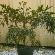 Полисциас кустарниковый (Polyscias fruticosa) Полисциас кустарниковый (Polyscias fruticosa)