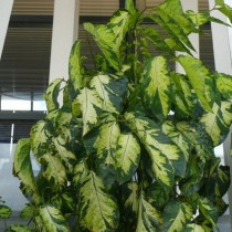 Полисциас метельчатый (Polyscias paniculata) Полисциас метельчатый (Polyscias paniculata)