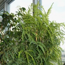 Полисциас папоротниколистный (Polyscias filicifolia) Полисциас папоротниколистный (Polyscias filicifolia)