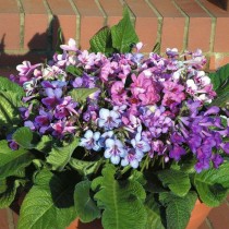 Стрептокарпус Рекс (королевский) (Streptocarpus rexii) Стрептокарпус Рекс (королевский) (Streptocarpus rexii)