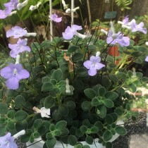 Стрептокарпус скальный (Streptocarpus saxorum) Стрептокарпус скальный (Streptocarpus saxorum)