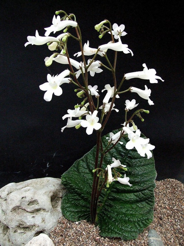 Стрептокарпус Вендленда (Streptocarpus wendlandii) Стрептокарпус Вендленда (Streptocarpus wendlandii)