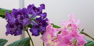 Стрептокарпус — продолжительное цветение при минимальном уходе