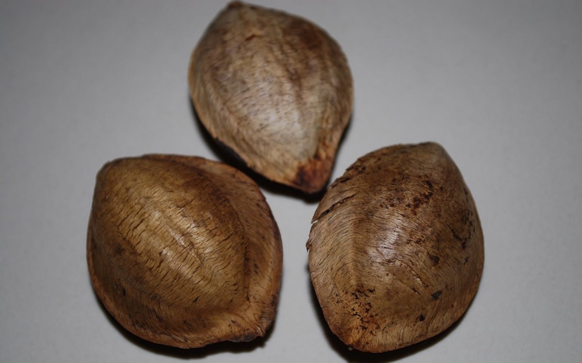 tropical-almond-3