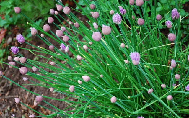 Шнитт-лук (Allium schoenoprasum L.)