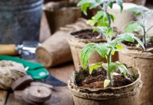 10 правил успешного выращивания рассады томатов в квартире