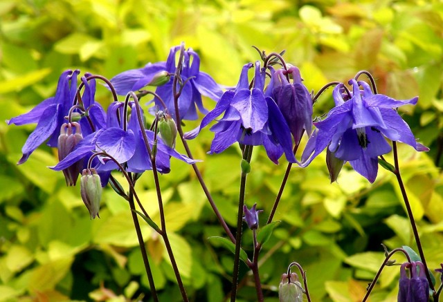 Аквилегия (Aquilegia) Аквилегия (Aquilegia)