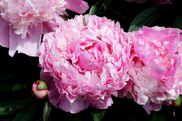Пион (Paeonia) Пион (Paeonia)