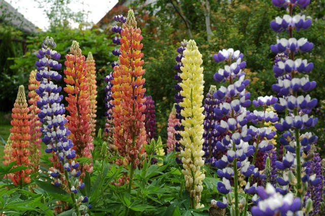Люпин (Lupinus) Люпин (Lupinus)