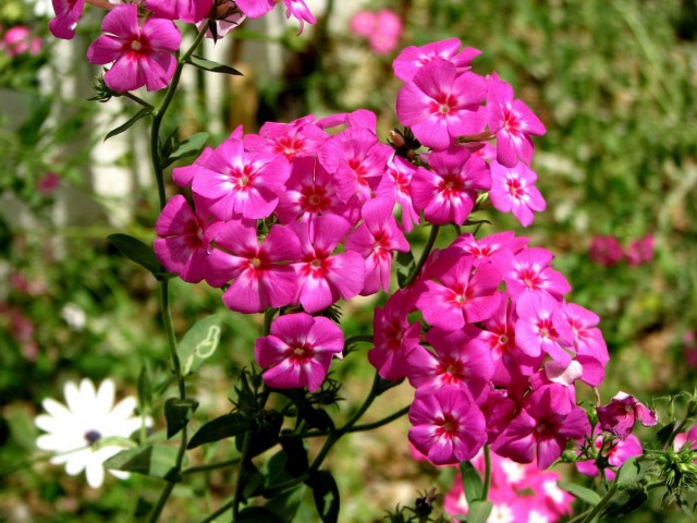 Флокс (Phlox) Флокс (Phlox)