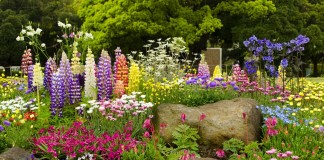 10 самых неприхотливых многолетних цветов