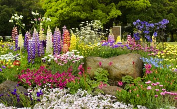 10 самых неприхотливых многолетних цветов