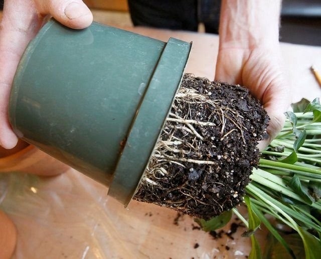 При перевалке растение аккуратно вынимают из горшка и, не отряхивая почву, переносят в ёмкость большего размера При перевалке растение аккуратно вынимают из горшка и, не отряхивая почву, переносят в ёмкость большего размера