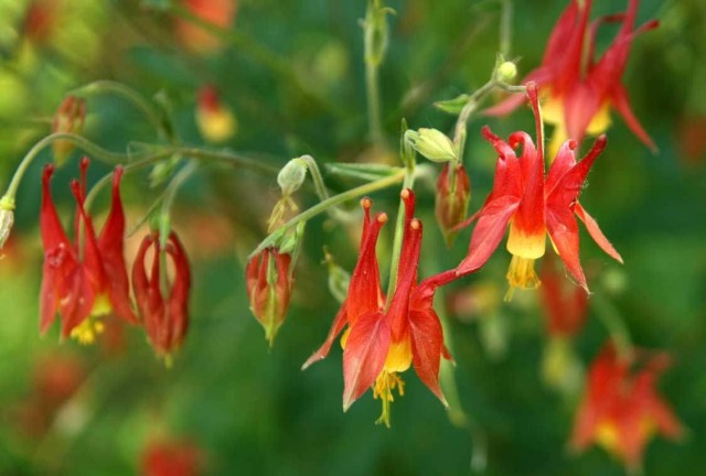Аквилегия канадская (Aquilegia canadensis) Аквилегия канадская (Aquilegia canadensis)