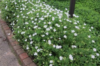 Герань кроваво-красная (Geranium sanguineum) «Альбум» Герань кроваво-красная «Альбум»