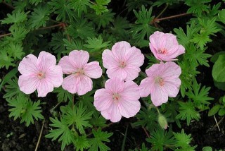 Герань кроваво-красная (Geranium sanguineum) «Видение» Герань кроваво-красная «Видение»