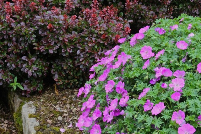 Герань кроваво-красная (Geranium sanguineum) Герань кроваво-красная (Geranium sanguineum)