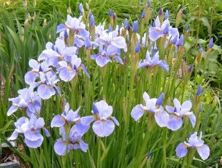 Ирис сибирский «Китайская весна» (China Spring) Ирис сибирский «Чайна Спринг»
