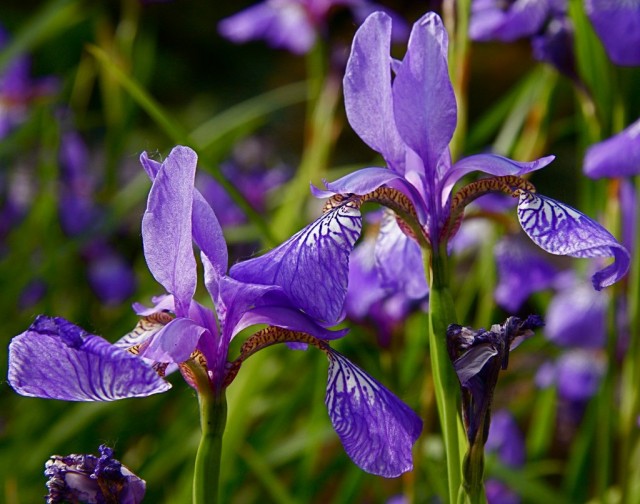 Сибирские ирисы (Iris sibirica)