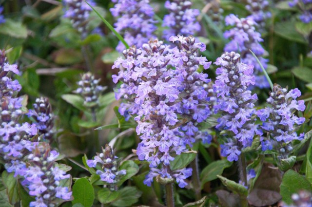 Живучка ползучая (Ajuga reptans) Живучка ползучая (Ajuga reptans)