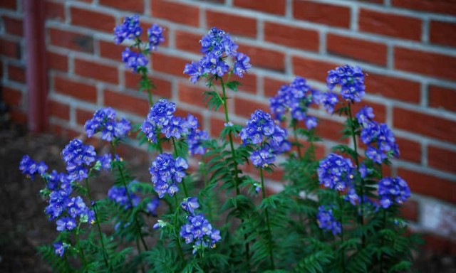 Синюха лазурная (Polemonium caeruleum) Синюха лазурная (Polemonium caeruleum)