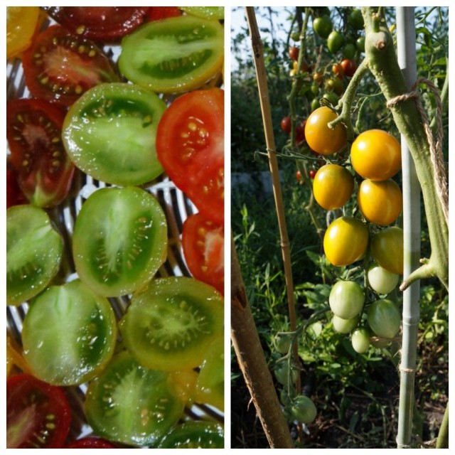 Помидор черри «Зеленый виноград» (Green Grape) Помидор черри «Зеленый виноград» (Green Grape)