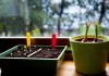6 ошибок цветовода, или Почему не всходят семена?