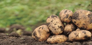 Из-за болезней, вызываемых почвенными грибными патогенами, картофель может терять до трети урожая