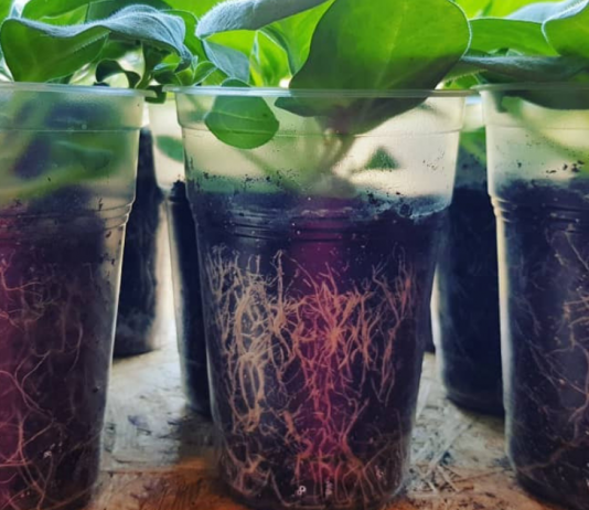 Препарат Корневин от Агроуспех. Фото до и после использования - ТПК «РОСТИ» Фото рассады петуний от Агроуспех