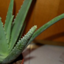 Алоэ настоящее (Aloe vera)