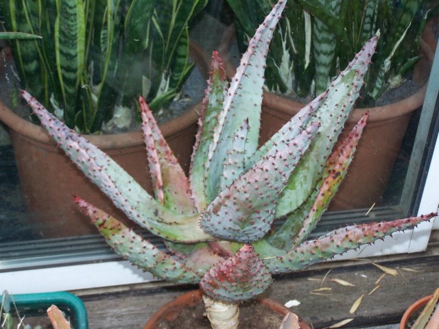Алоэ дикий, устрашающий или страшный (Aloe ferox) Алоэ дикий, устрашающий или страшный (Aloe ferox)