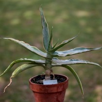 Алоэ реснитчатое (Aloe ciliaris)