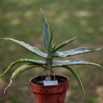 Алоэ реснитчатое (Aloe ciliaris) Алоэ реснитчатое (Aloe ciliaris)