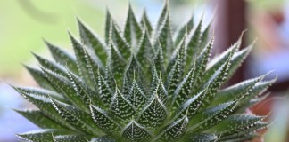 Алоэ остистое (Aloe aristata)