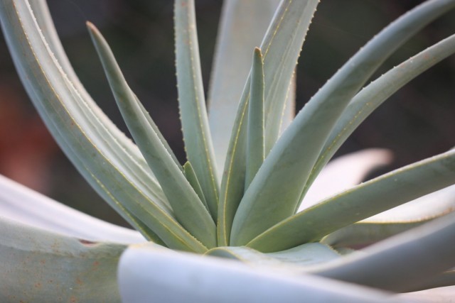 Алоэ дихотомическое (Aloe dichotoma) Алоэ дихотомическое (Aloe dichotoma)