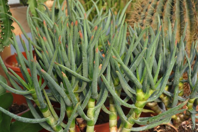 Алоэ сильноветвистое (Aloe ramosissima) Алоэ сильноветвистое (Aloe ramosissima)