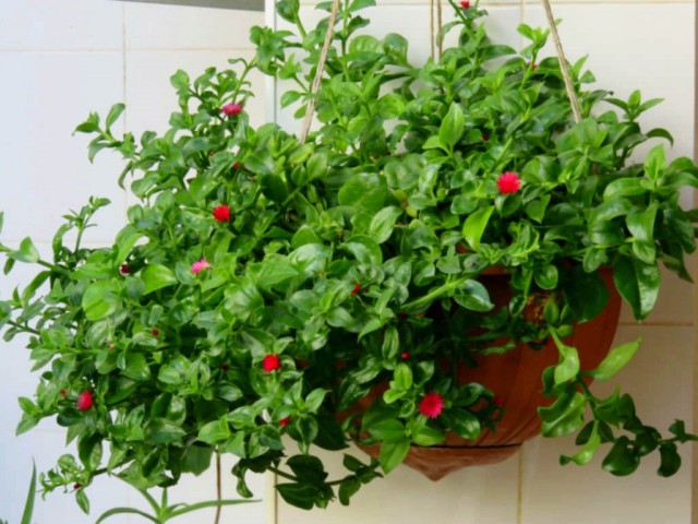 Мезембриантемум сердцелистный, или Аптения сердцелистная (Mesembryanthemum cordifolium) Мезембриантемум сердцелистный, или Аптения сердцелистная (Mesembryanthemum cordifolium)