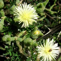 Мезембриантемум белоцветковый, или Аптения белоцветковая (Mesembryanthemum geniculiflorum) Мезембриантемум белоцветковый, или Аптения белоцветковая (Mesembryanthemum geniculiflorum)