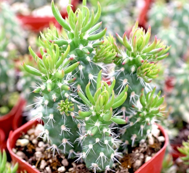 Аустроцилиндропунция шиловидная (Austrocylindropuntia subulata) Аустроцилиндропунция шиловидная (Austrocylindropuntia subulata)