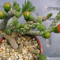 Аустроцилиндропунция Вершаффельта (Austrocylindropuntia verschaffeltii) Аустроцилиндропунция Вершаффельта (Austrocylindropuntia verschaffeltii)
