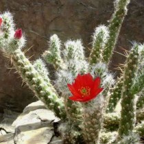 Аустроцилиндропунция покрытая (Austrocylindropuntia vestita) Аустроцилиндропунция покрытая (Austrocylindropuntia vestita)