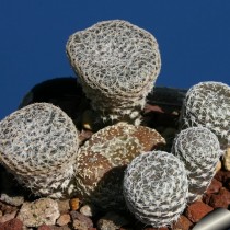 Аустроцилиндропунция булавовидная (Austrocylindropuntia clavarioides) Аустроцилиндропунция булавовидная (Austrocylindropuntia clavarioides)