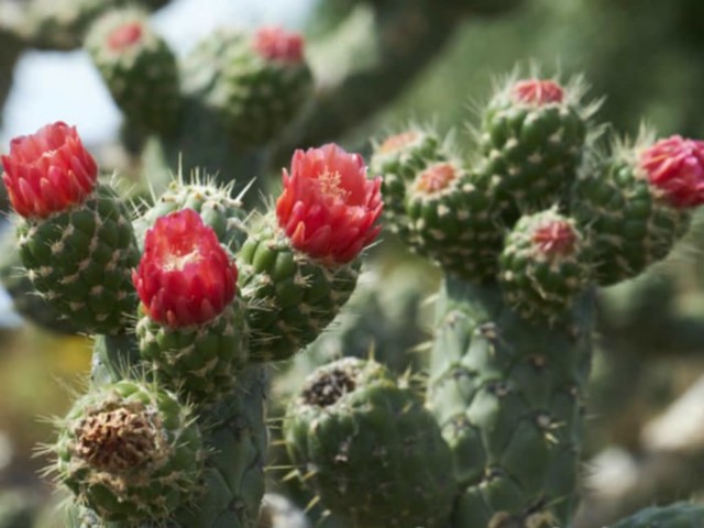 Аустроцилиндропунция цилиндрическая (Austrocylindropuntia cylindrica) Аустроцилиндропунция цилиндрическая (Austrocylindropuntia cylindrica)