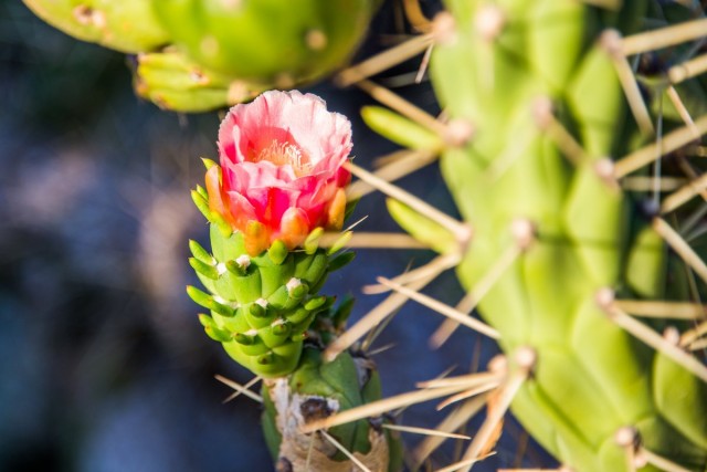 Аустроцилиндропунция — оригинальный кактус для ленивых цветоводов
